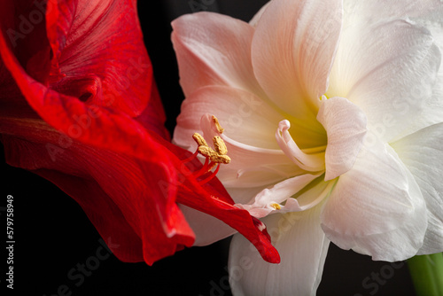 Obraz na płótnie metaphor of love passion sex erotic couple, two amaryllis flowers touching each other w salonie