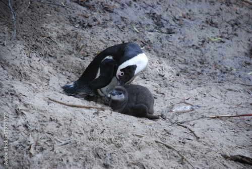 African penguins at Boulders Beach