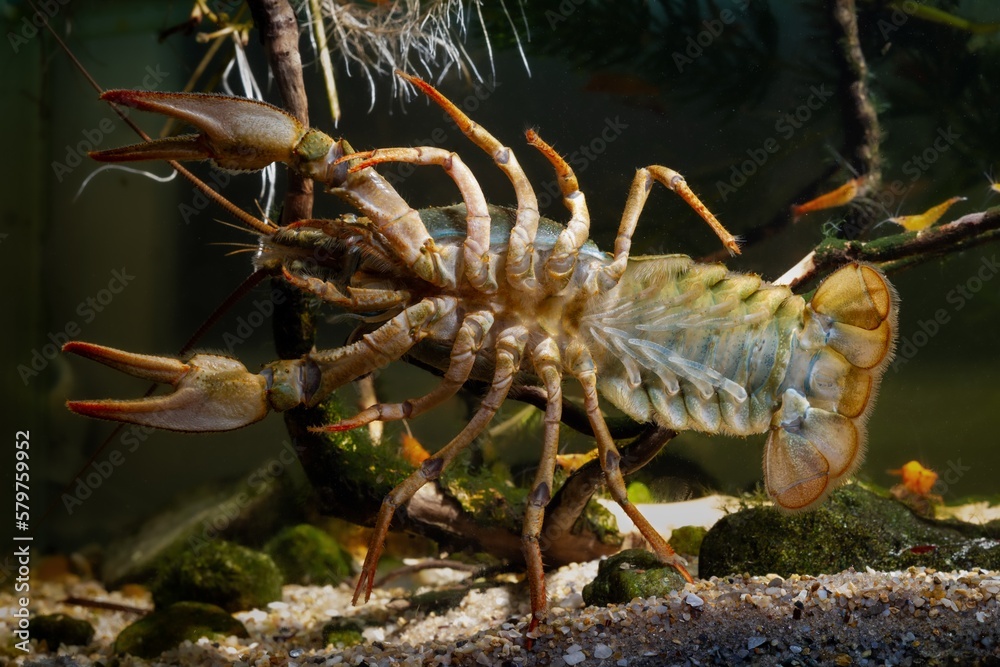 Danube crayfish female climb front glass, belly bottom view, gravel substrate, planted biotope aquarium design, wild caught domesticated highly adaptable invasive freshwater species, disorder design Danube crayfish female climb front glass, belly bottom view, gravel substrate, planted biotope aquarium design, wild caught domesticated highly adaptable invasive freshwater species, disorder design