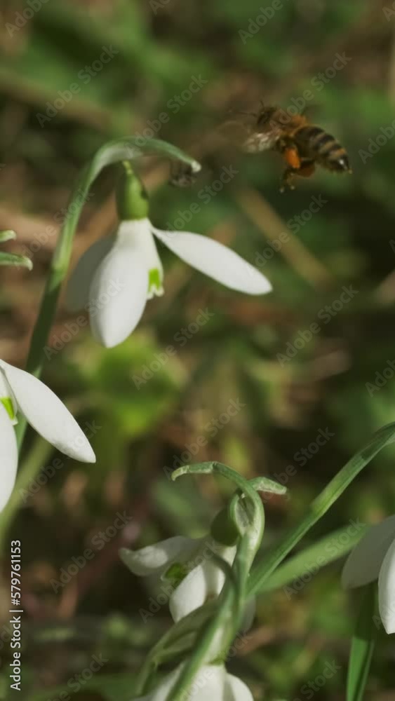 First beautiful snowdrops and bee in spring forest. Galanthus nivalis blooming. Vertical video First beautiful snowdrops and bee in spring forest. Galanthus nivalis blooming. Vertical video