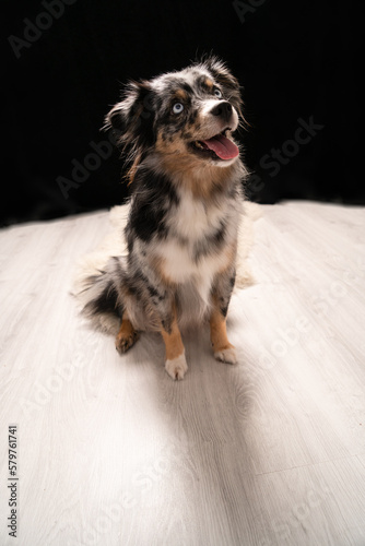 Mini Australian Shepard Merle blaue Augen Hündin aufmerksam