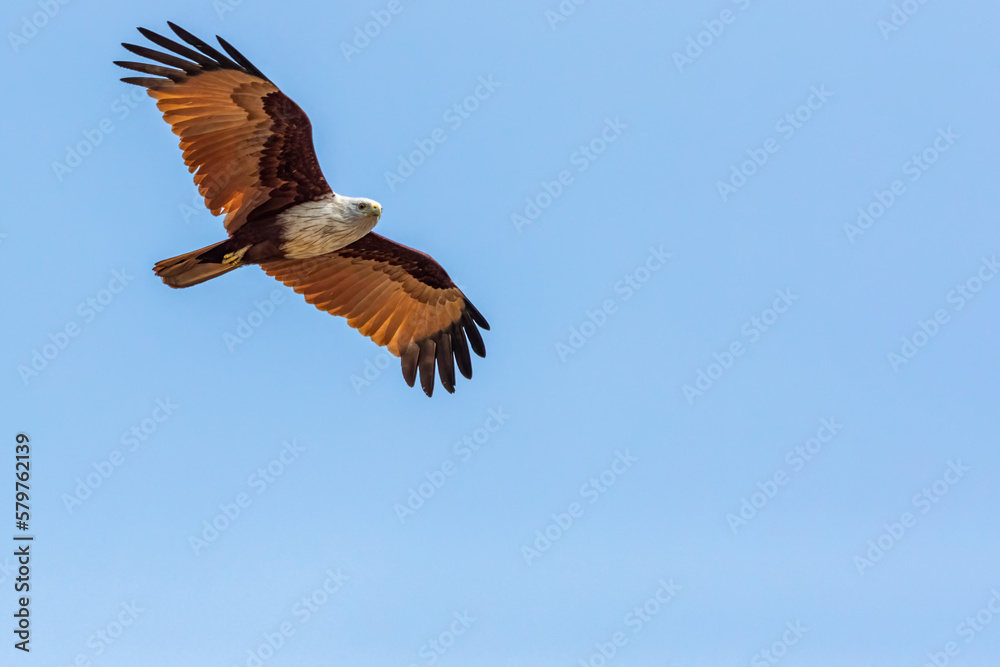 Obraz premium A Red Backed Sea eagle flying
