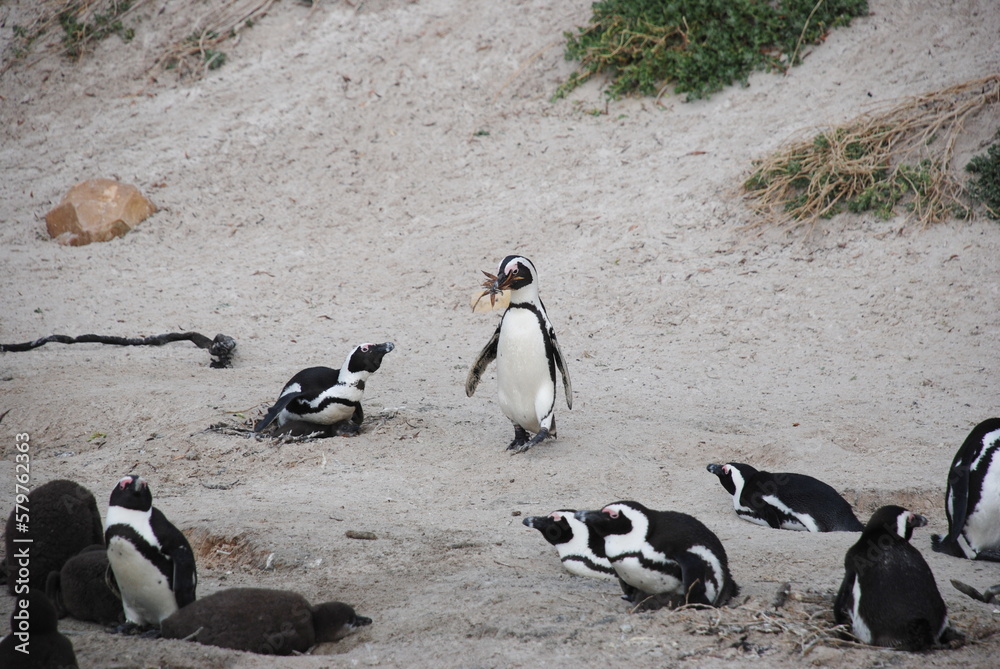 Naklejka premium African penguins at Boulders Beach