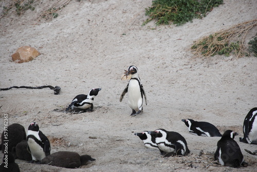 African penguins at Boulders Beach