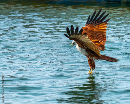 A Red Backed Sea eagle