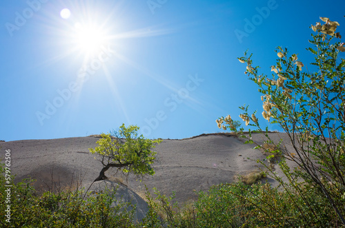 A miniature gnarly tree growing on a mound of white, soft, weathered volcanic rock, Cappadocia, Photo against the sun with rays on the blue sky, Nature of Turkey