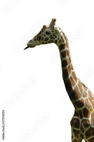 rebellious giraffe sticking tongue out with no background