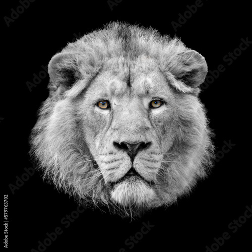Lion head black and white portrait with coloured eyes isolated on black background