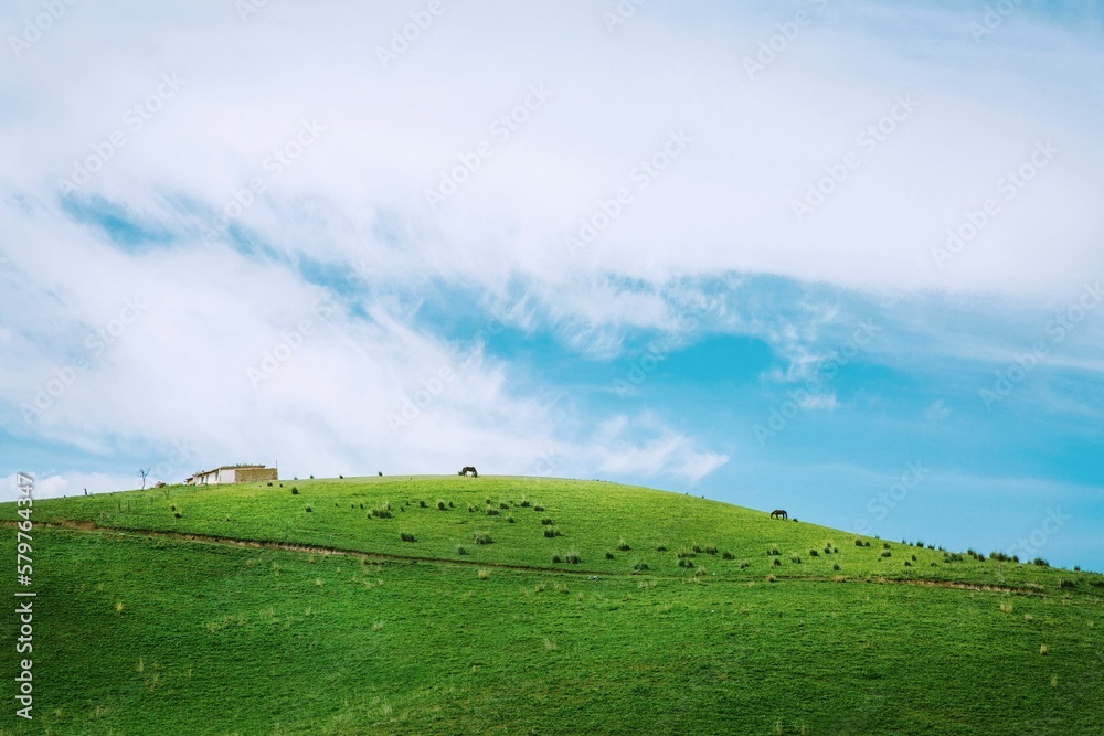 Fototapeta premium grass and blue sky