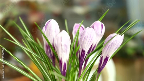 Beautiful purple crocuses blooming. Purple as a spring time background