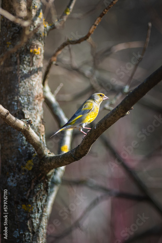 Wallpaper Mural European greenfinch on a branch Torontodigital.ca