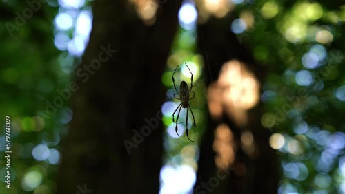 Big spider moving in the jungle 4K