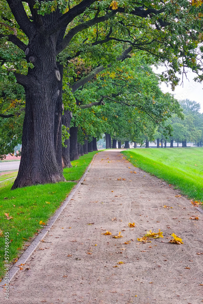 Beautiful alley of green trees for walking. Outdoor recreation.