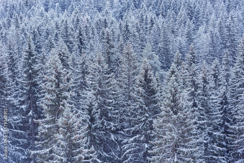 Spruce trees forest in the mountains at winter day.