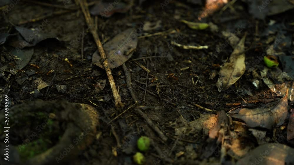 Red ants in the jungle 4K Red ants in the jungle 4K