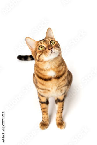 Bengal domestic cat in full length on a white background.