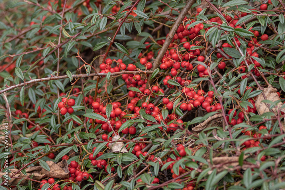 Red fruits on an ornamental bush with small leaves. Red fruits on an ornamental bush with small leaves.