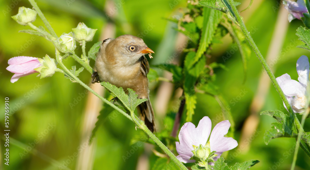 Bearded reedling, Panurus biarmicus. A young female bird sitting on the stem of a flowering plant Bearded reedling, Panurus biarmicus. A young female bird sitting on the stem of a flowering plant