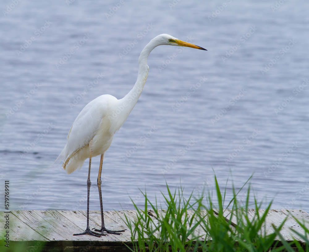 Great egret, Ardea alba. A bird stands on a bridge by the river, looking into the water Great egret, Ardea alba. A bird stands on a bridge by the river, looking into the water