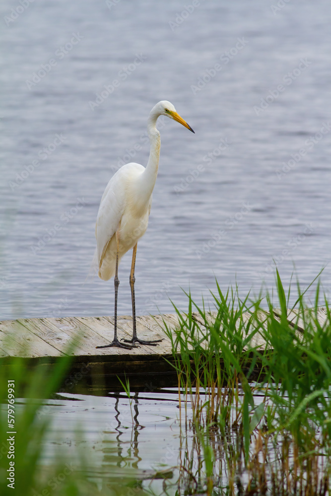 Obraz premium Great egret, Ardea alba. A bird stands on a bridge by the river, looking into the water