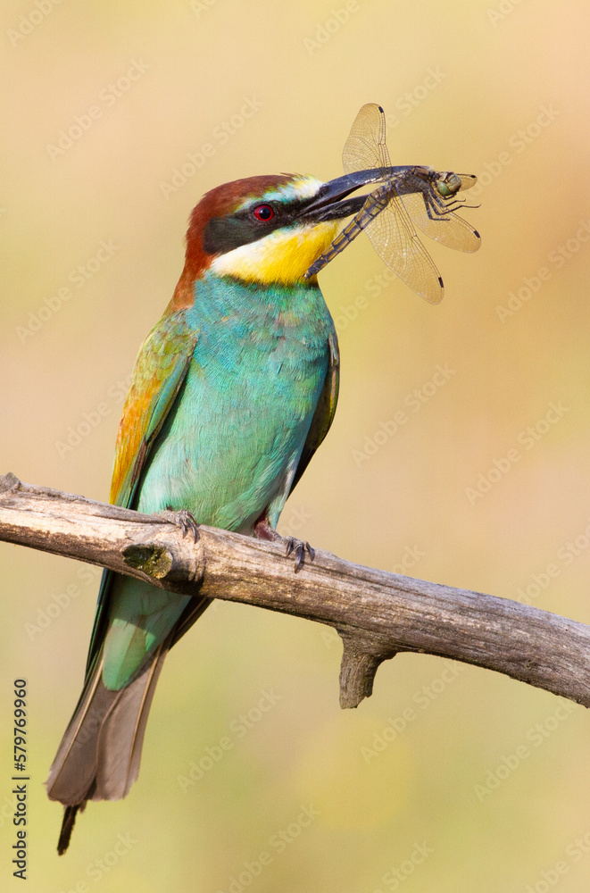 European bee-eater, merops apiaster. A bird sits on a beautiful branch and holds a dragonfly in beak