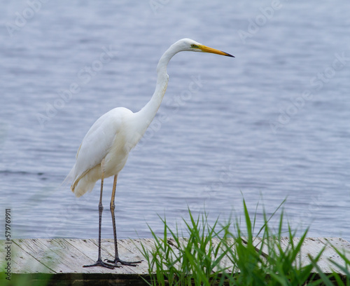 Great egret, Ardea alba. A bird stands on a bridge by the river, looking into the water