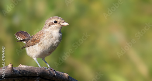 Red-backed shrike, Lanius collurio. A bird sits on a thick branch against a blurry green background © Юрій Балагула