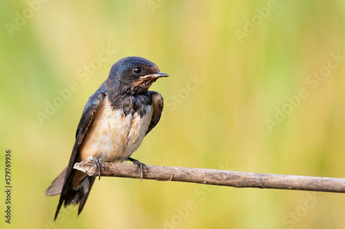 Barn swallow, Hirundo rustica. A young bird sits on a branch waiting for its parents with food