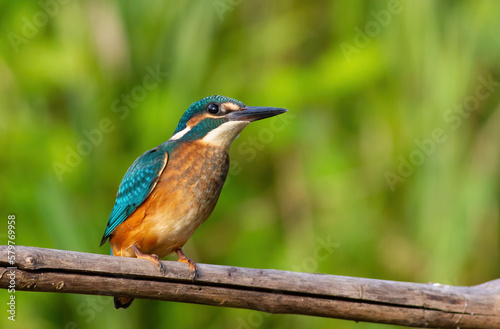 Сommon kingfisher, Alcedo atthis. A bird sits on a branch against a beautiful green background