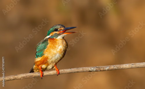 Сommon kingfisher, Alcedo atthis. A female bird sits on a branch with her beak open