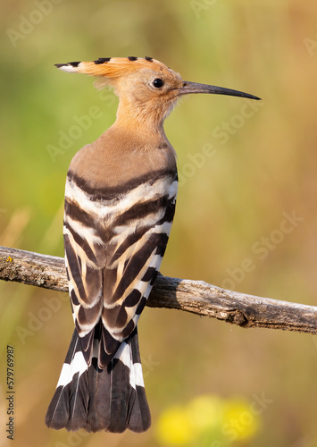 Eurasian hoopoe, Upupa epops. A bird sits on a branch and looks away