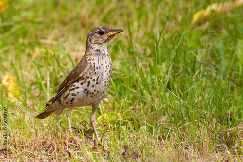 Song thrush, Turdus philomelos. A bird stands in a meadow in the grass