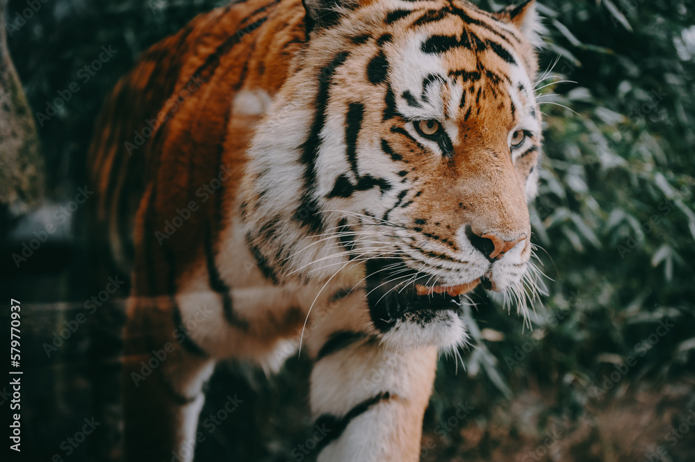 Obraz premium Portrait eines laufenden Sibirischen Tigers (Panthera tigris altaica) hinter der Glasscheibe eines Freigeheges