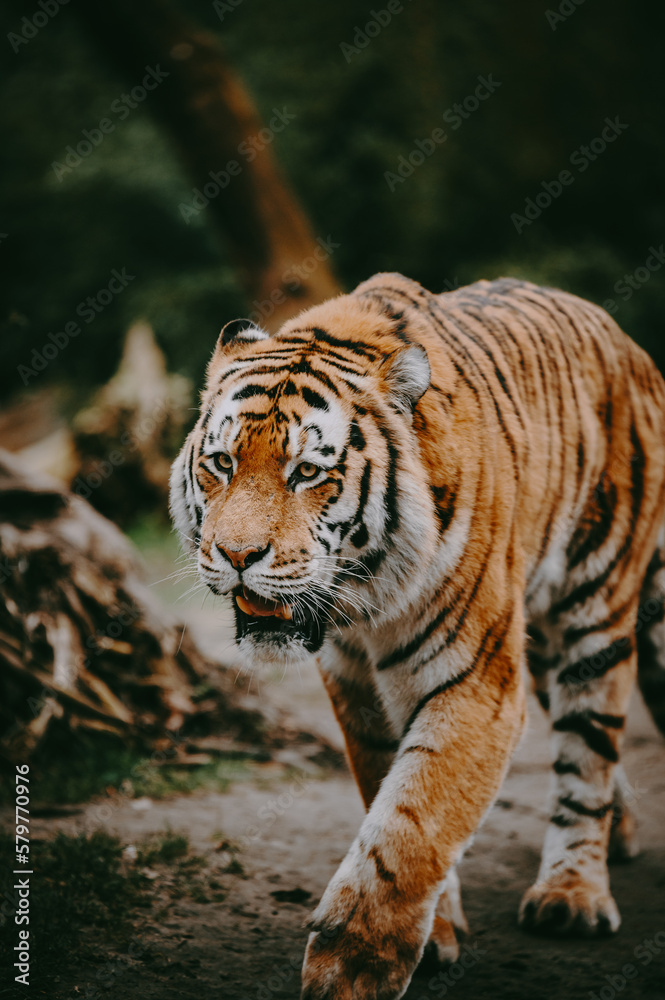 Obraz premium Portrait eines laufenden Sibirischen Tigers (Panthera tigris altaica) im moody forrest look