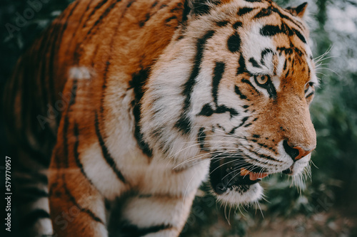 Close Up - Kopf eines männlichen Sibirischen Tigers (Panthera tigris altaica) photo