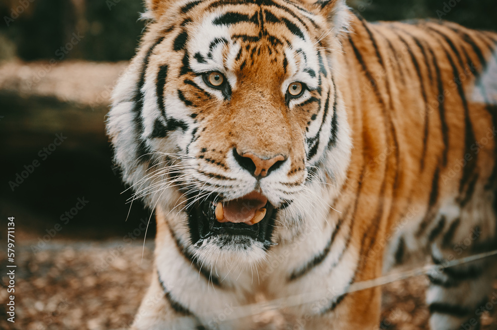 Close Up - Kopf eines männlichen Sibirischen Tigers (Panthera tigris altaica) in einem Gehege