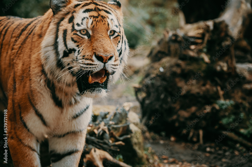 Fototapeta premium Close Up - Kopf eines männlichen Sibirischen Tigers (Panthera tigris altaica)