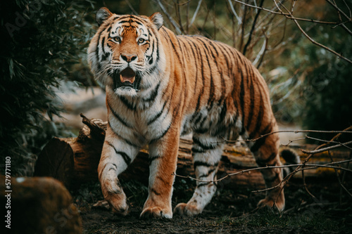 Portrait eines Sibirischen Tigers (Panthera tigris altaica) im moody forrest look photo