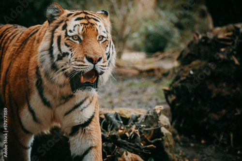 Close Up - Kopf eines männlichen Sibirischen Tigers (Panthera tigris altaica) photo