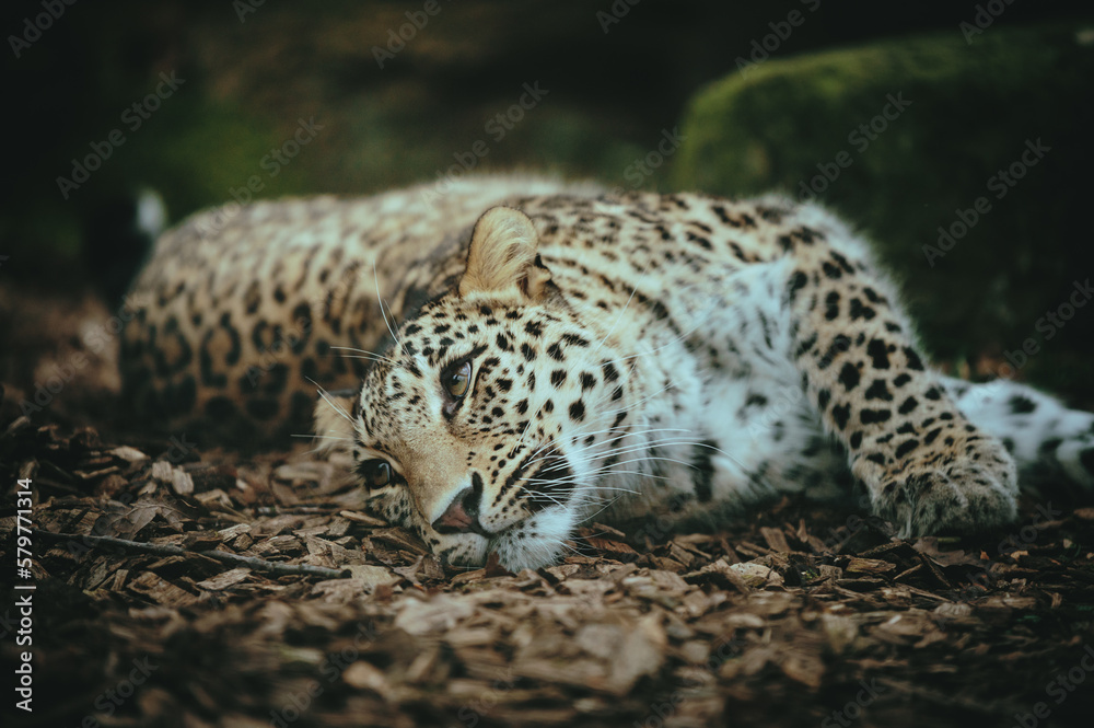 Obraz premium Close Up Portrait - Liegender Persischer Leopard (Panthera pardus tulliana) in einem Freigehege