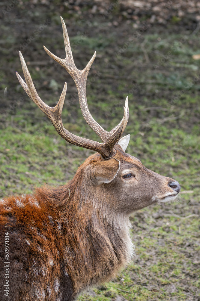 Vietnamese sika deer detail of head with horns. Vietnamese sika deer detail of head with horns.