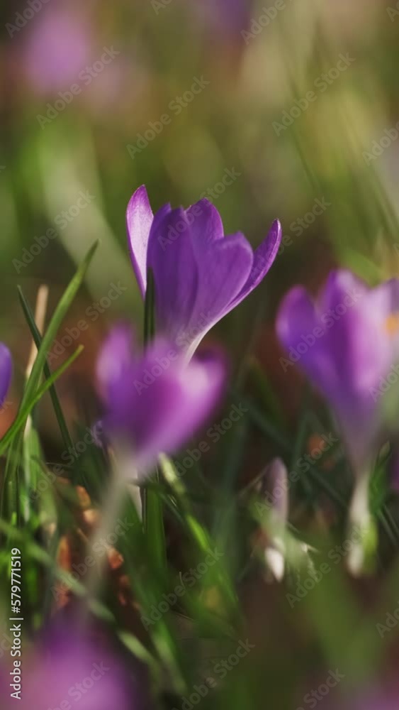 Springtime close-up view of violet crocuses. Soft selective focus of flowering crocus flowers. Vertical video Springtime close-up view of violet crocuses. Soft selective focus of flowering crocus flowers. Vertical video