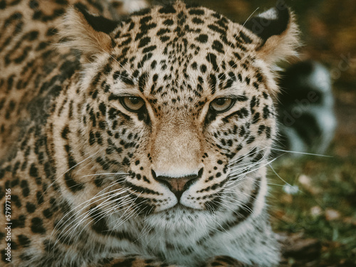 Close Up Portrait - Liegender Persischer Leopard  Panthera pardus tulliana  in einem Freigehege