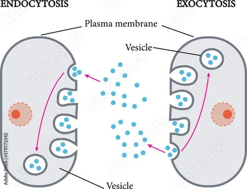 Vector image of  the difference between endocytosis and exocytosis of cells