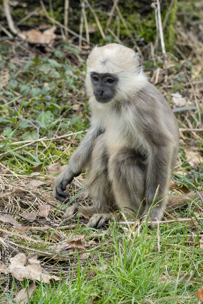 Monkey hulman sacred cub in the grass. Monkey hulman sacred cub in the grass.