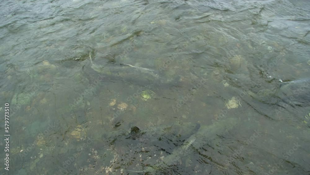 Some salmon are swimming in the river. They bump into each other physically. Animal food chain as salmon return to freshwater to spawn, Alaska, summer 2017. Some salmon are swimming in the river. They bump into each other physically. Animal food chain as salmon return to freshwater to spawn, Alaska, summer 2017.