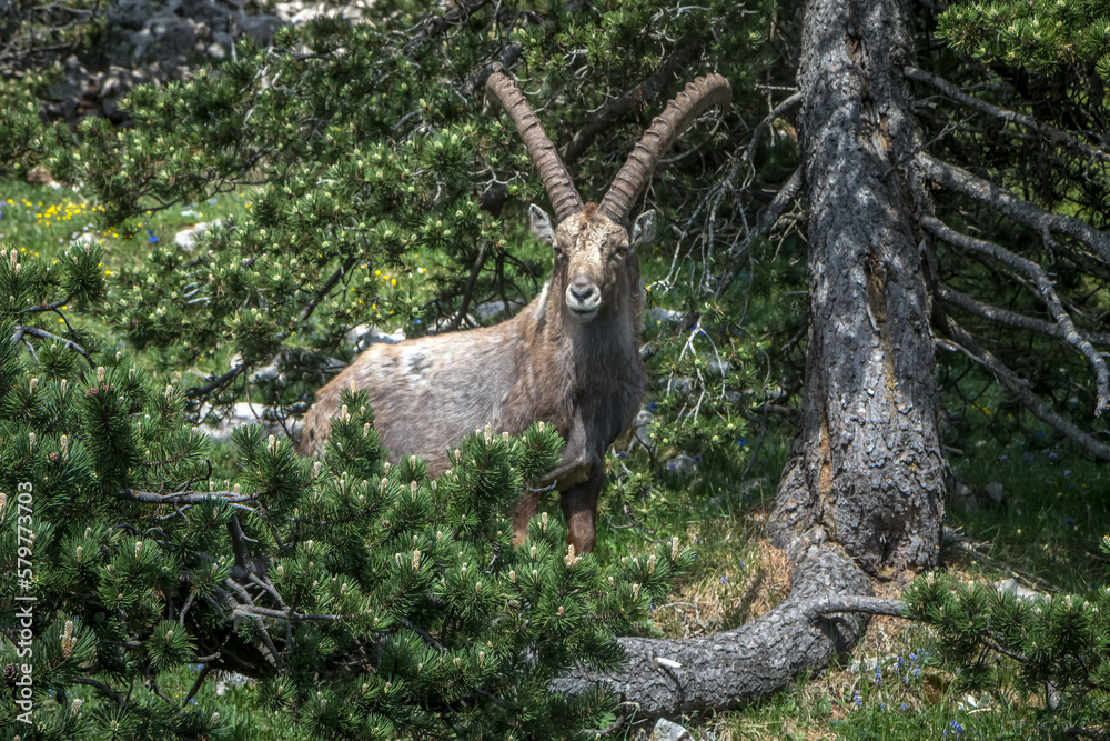 Fototapeta premium Bouquetin dans le Parc Naturel Régional du Vercors au printemps, Rochers du Parquet, Isère , Alpes