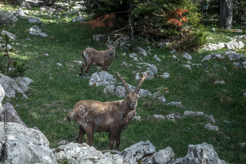 Bouquetin dans le Parc Naturel Régional du Vercors au printemps, Rochers du Parquet, Isère , Alpes