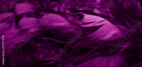 violet feathers of the owl with visible details