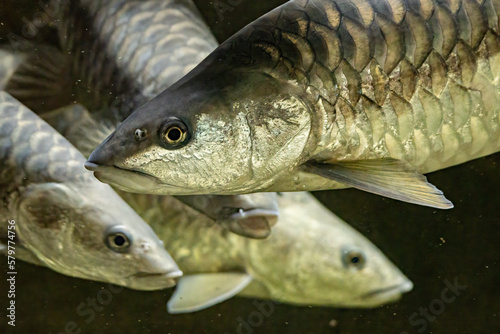 Photography Putitor mahseer adult fish in aquarium.